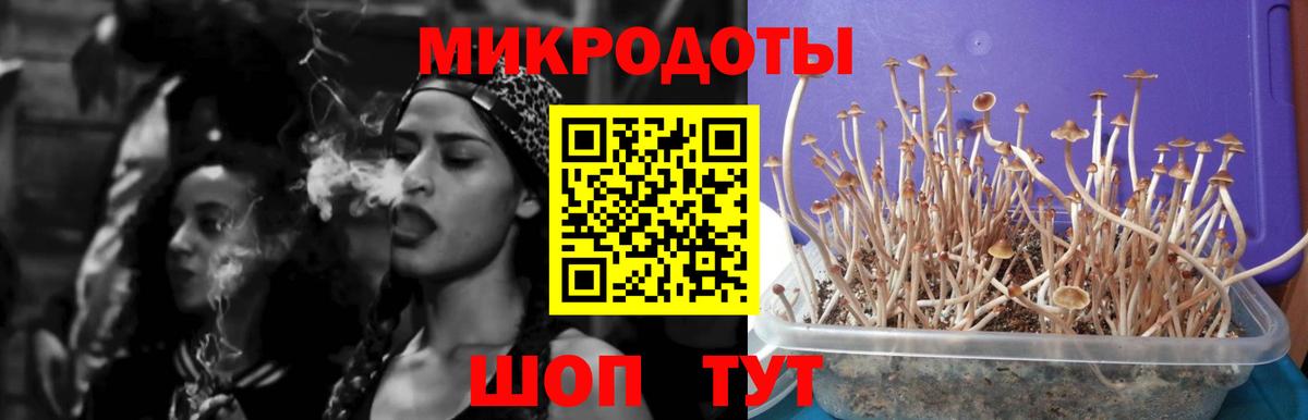 Галлюциногенные грибы Psilocybe Черемхово